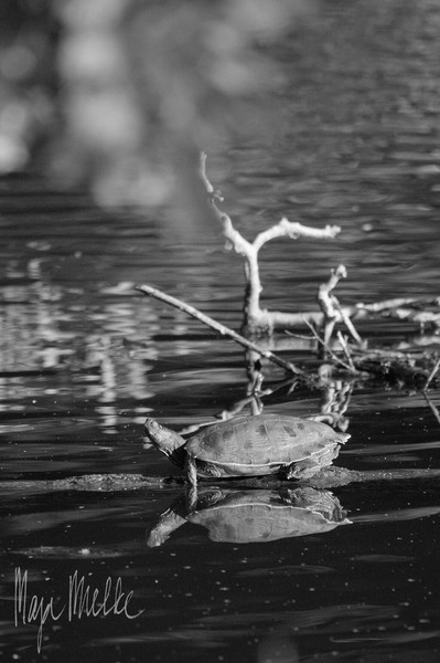 Turtle